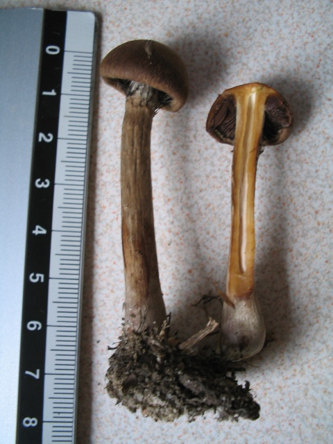 Ritrovamento in giardino